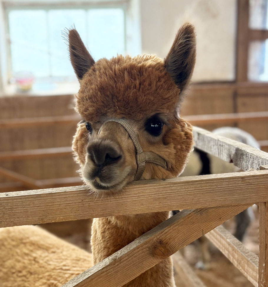 Alpakawanderung Stuttgart