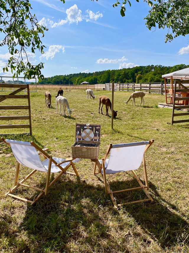 Picknick Alpakaweide