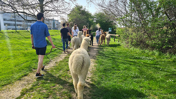 Alpakawanderung Team