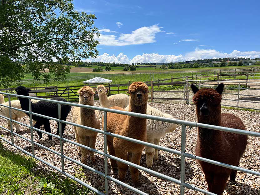 Forchenhof Alpakas