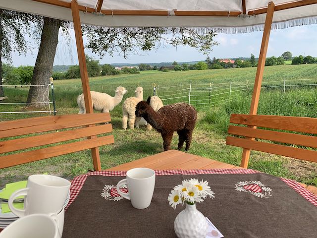 Picknick Alpakas