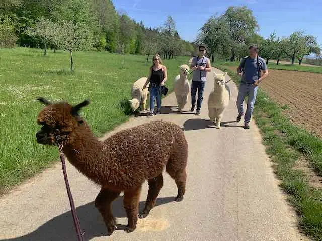 Alpakawanderung 2026