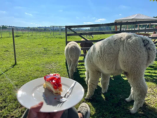 Picknick Alpakaweide