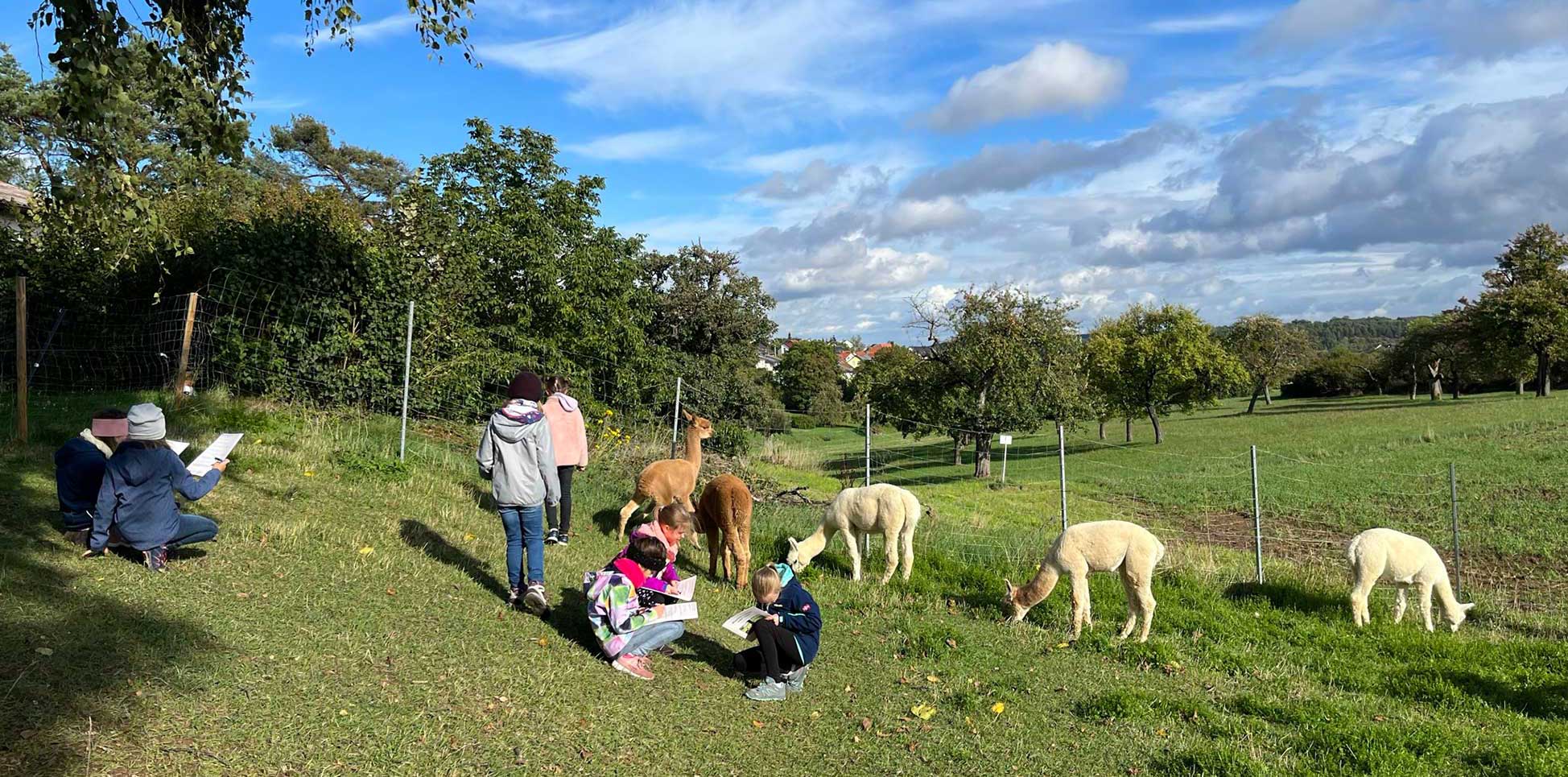 Alpaka Kindergeburtstag 2026