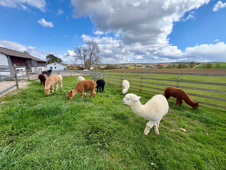 Alpakas Weissach Forchenhof