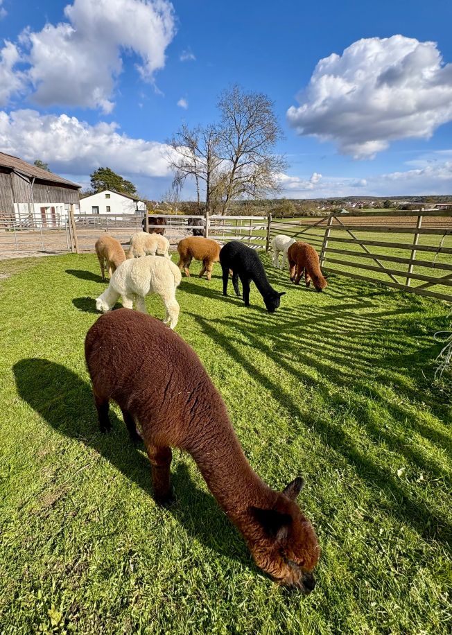 Alpakahof Baden-Württemberg