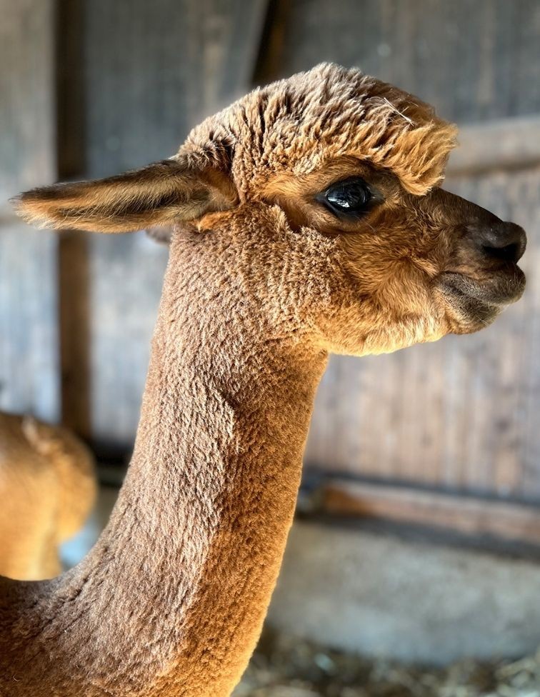 Alpakas Baden-Württemberg